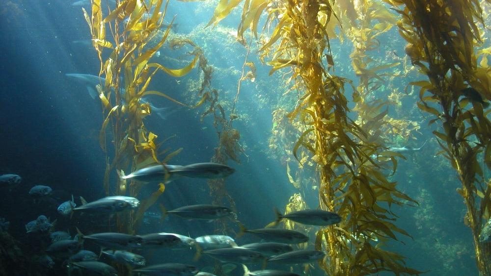 Le proprietà del kombu: alghe sottomarine e pesci