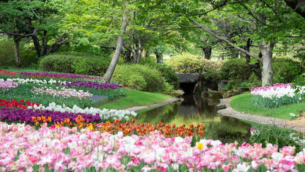 Midori no Hi (緑の日) - La Giornata del Verde: fioritura in un parco
